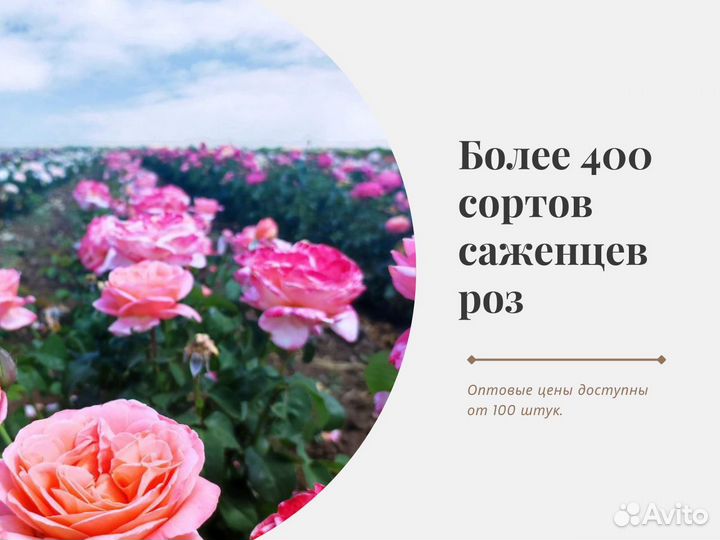 Саженцы роз оптом. Срезочные и садовые сорта