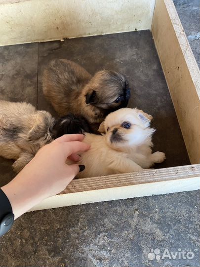 Щенки пекинеса