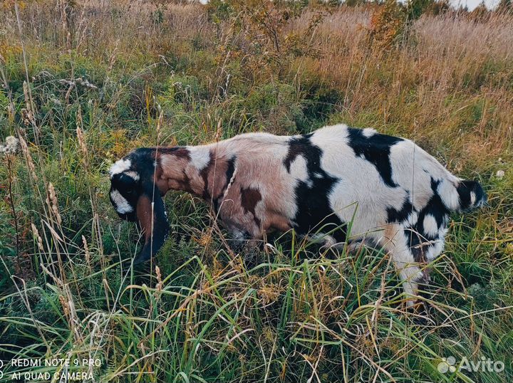 Англо-Нубийские козы, молоко со вкусом пломбира