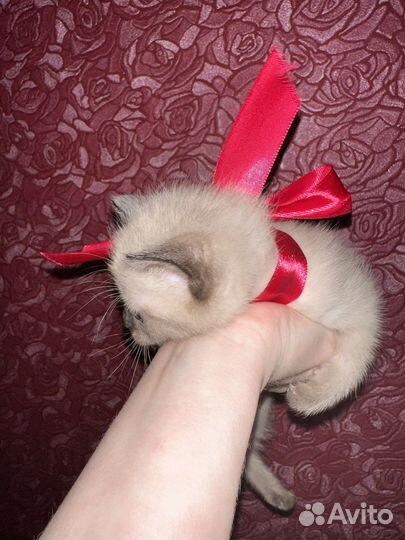 Котята
