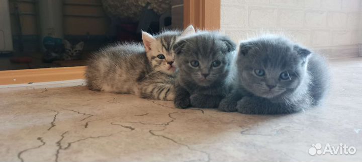 Шотландские котятки