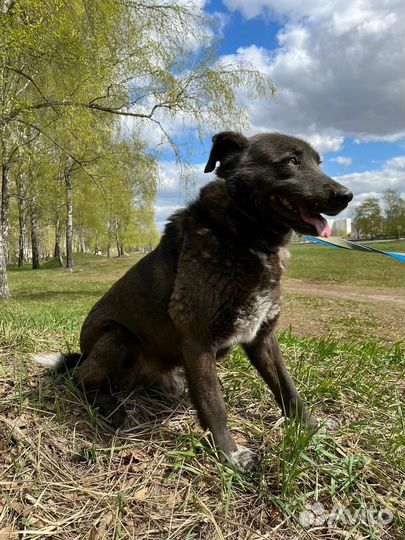 Собака в добрые руки отдам бесплатно