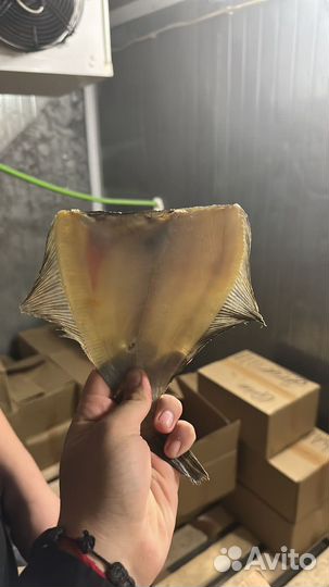 Камбала,корюшка,пелядь,синец,чехонь,плотва