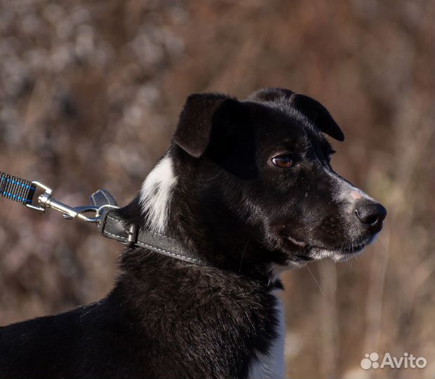 Собака Чили в добрые руки