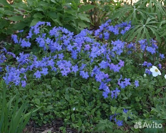 Флокс столононосный