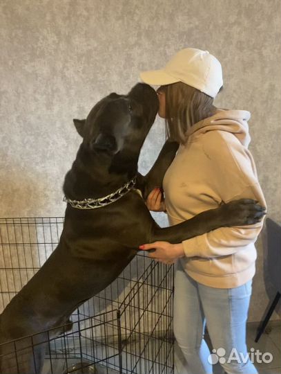 Передержка