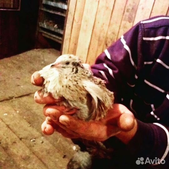 Яйца перепелиные