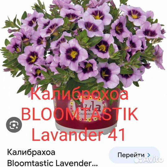 Калибрахоа