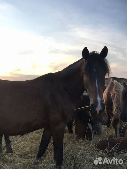 Орловский рысак