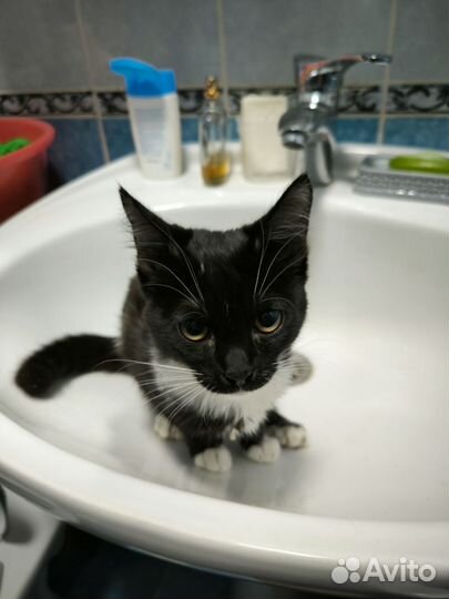 Домашние животные