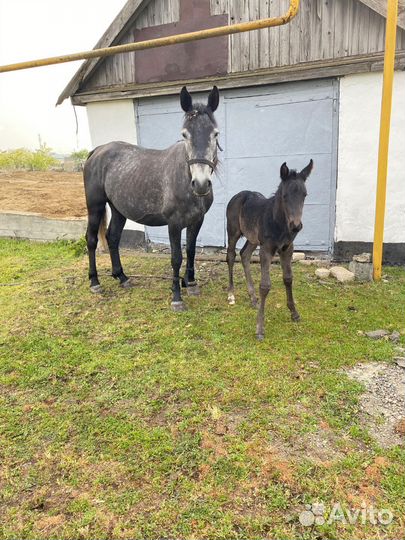 Кобыла с жеребенком
