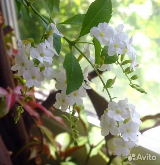 Комнатные растения, экзоты