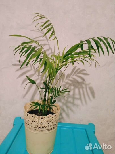 Пальма Хамедорея