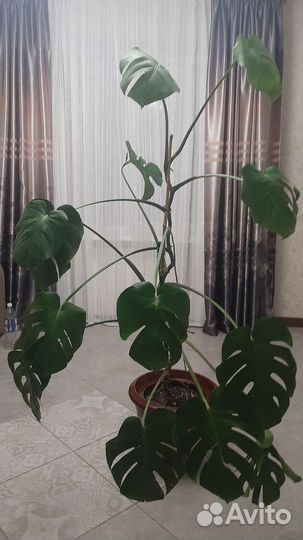 Монстера в керамическом кашпо