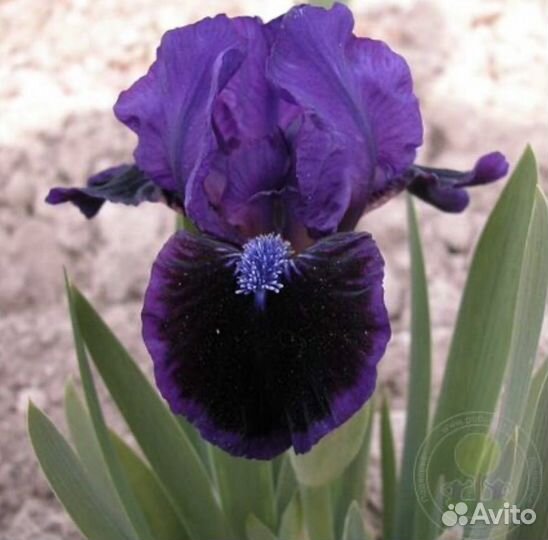Ирисы карликовые Кайо