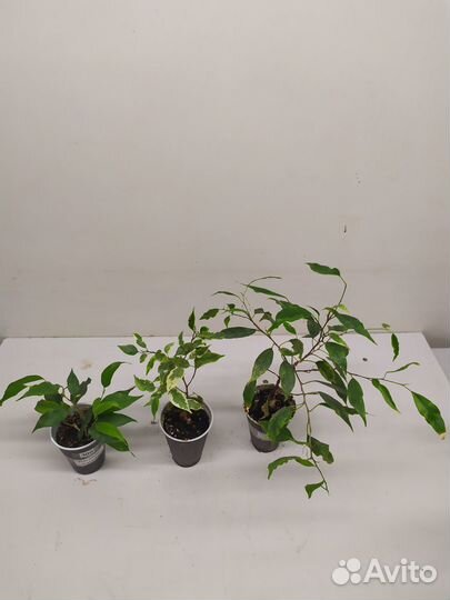 Сортовые фикусы Бенджамина