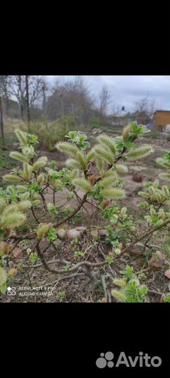 Ива финская карликовая