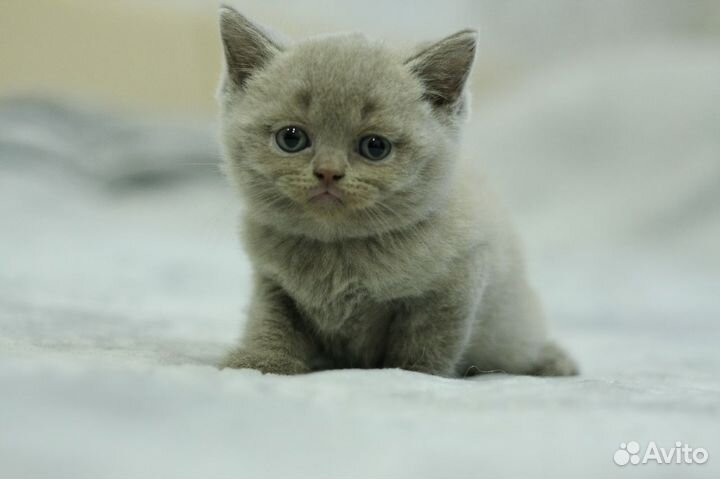 Британский котёнок мальчик