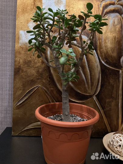 Толстянка (крассула, денежное дерево)