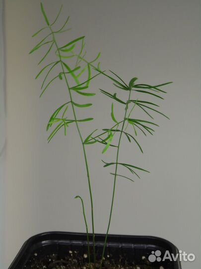 Растения для сада