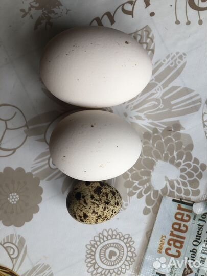 Домашние Яйцо куриное и перепелиное
