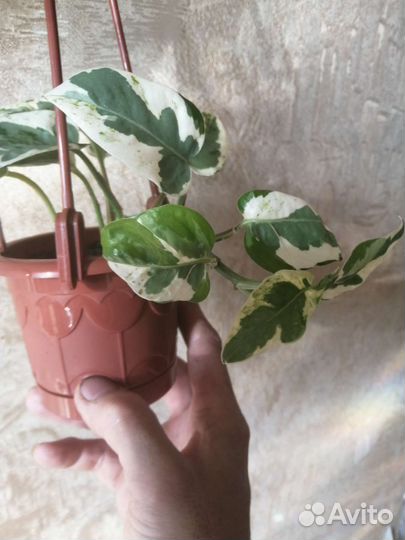 Эпипремнум