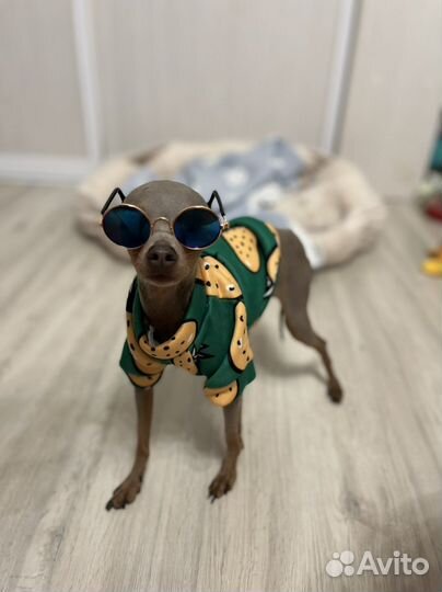 Толстовка для щенка мелкой породы