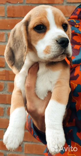 Щенки бигль