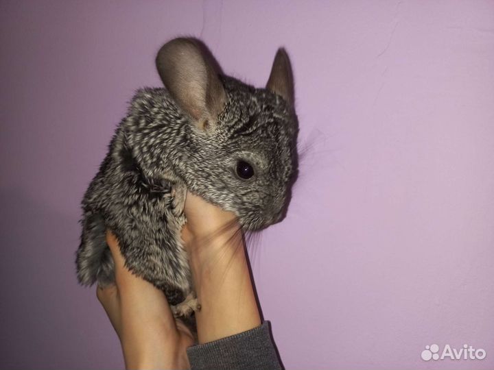 Шиншилла с клеткой