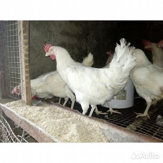 Куры несушки