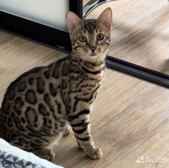 Бенгальская кошка