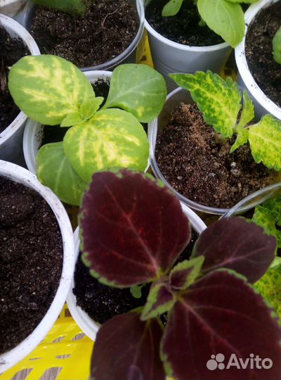 Традесканция