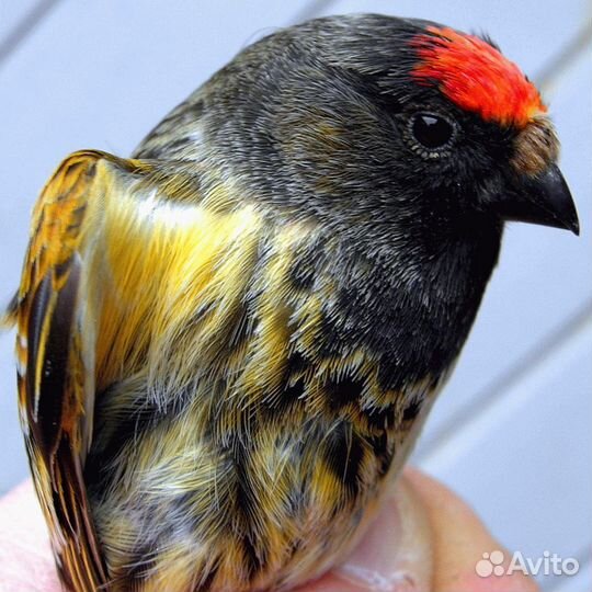 Канареечный вьюрок