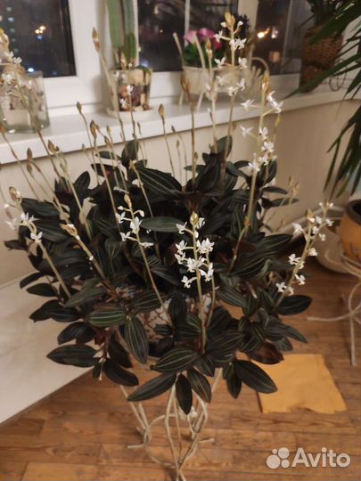 Орхидея лудизия