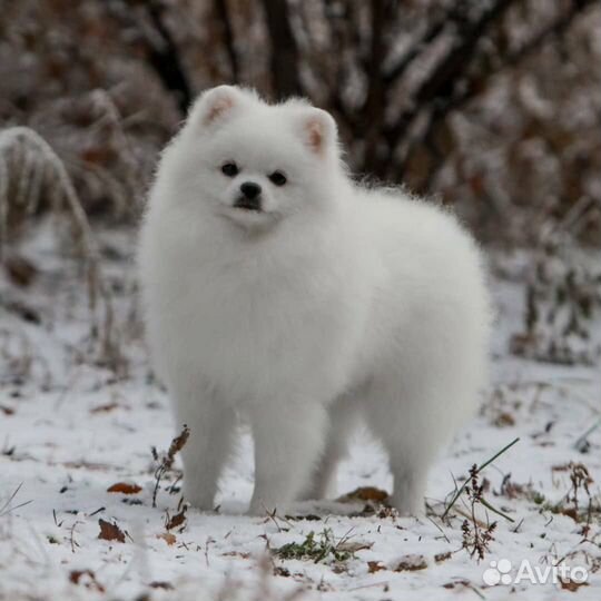 Вязка шпиц немецкий малый