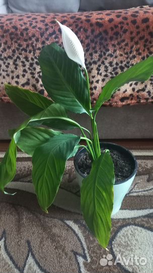 Спатифиллум Шопен