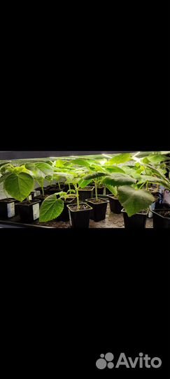 Павловния pao tong z07 цветущее дерево