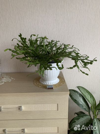 Декабрист шлюмбергера