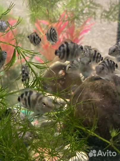 Рыбка сапфировый попугай