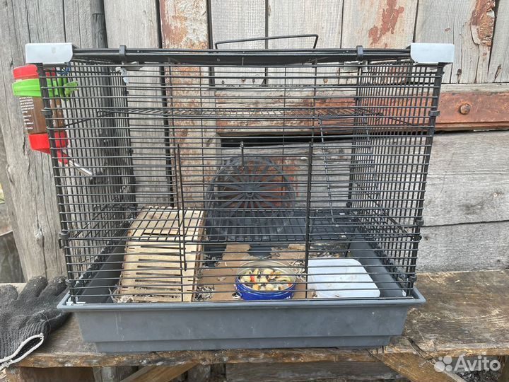 Джунгарский хомяк с клеткой