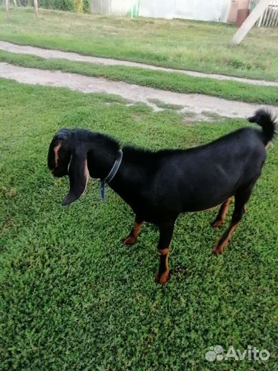 Козлик Нубийский