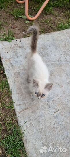 Кошка в дар бесплатно