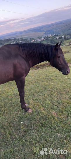 Лошадь жеребец