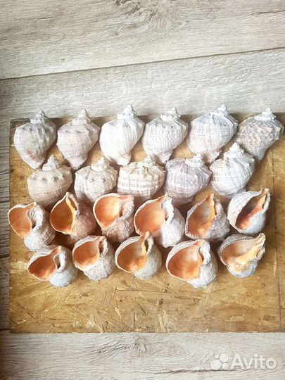 Ракушка рапана