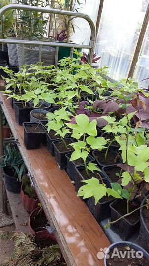 Ипомея батат