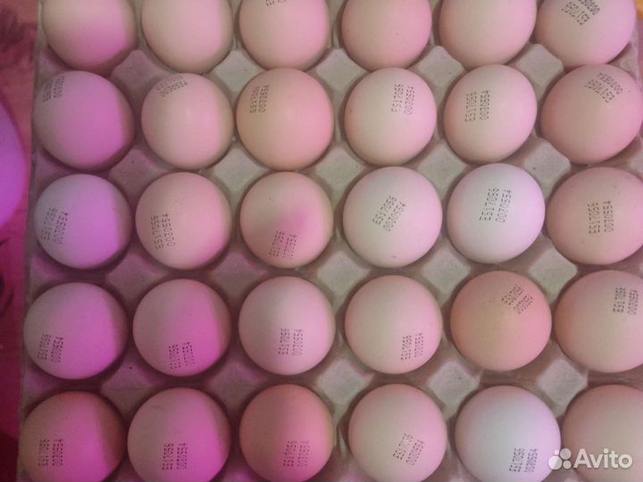 Инкубационное яйцо бройлера и несушек