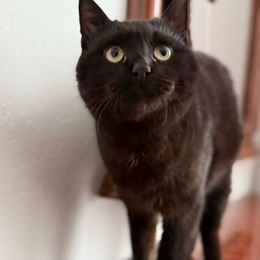 Йоркский шоколадный котёнок