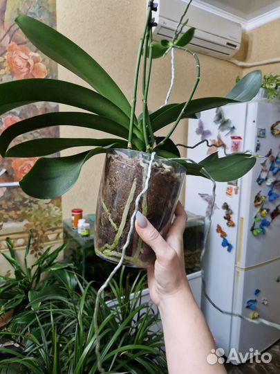 Фаленопсис