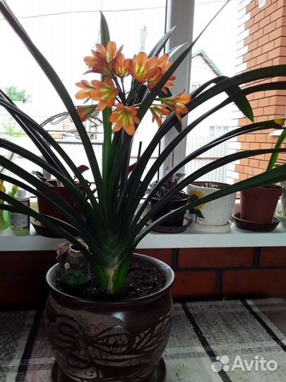 Комнатные цветы