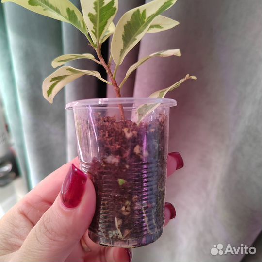 Фикус альбоморгината